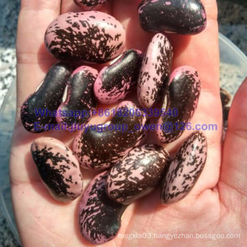 New Crop Large Light Speckled Kidney Bean Organic